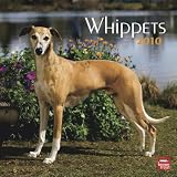 Whippets 2010 Wall