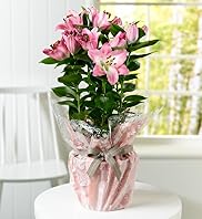 Gift Wrapped Lily