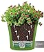 Santino Self Watering Planter Arte 8.6 Inch Green/Black Indoor Flower Pot for All House Plants, Flowers, Herbs, Succulents