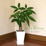 【Green Interior】パキラ 陶器スクェアポット(ホワイト)