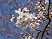 染井吉野桜盆栽　　日本の花