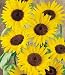 Del Sol Sunflower 20 Seeds