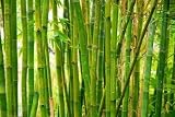 Bamboo Stalks - 72W x 48H - Peel and Stick Wall Decal by Wallmonkeys