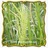 1 Lb Wild Rice (Zizania aquatica) Bulk Seeds