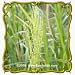 1 Oz Wild Rice (Zizania aquatica) Bulk Seeds
