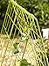Gardener's Supply Company Deluxe Cucumber Trellis (Green) | Powder Coated Steel Vegetable Support - 32” W x 46” H