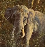Click for more about Five Faces of India, Indian Elephant Limited Edition by Anthony Gibbs - .