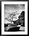 110 Year Old Bonsai Maple Tree on Estate of Collector Keibun Tanaka in Suburb of Tokyo Botanical Framed Art Poster Print by Alfred Eisenstaedt, 25x31