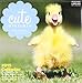 Cute Overload 2015 Calendar