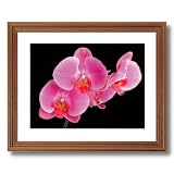 Pink Orchid Flowers Contemporary Home Decor Wall Picture Oak Framed Art Print