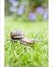 Photographic Prints of FEU-597 Common Snail on lawn with flower border behind from Ardea Wildlife Pets