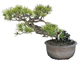 ANCIENT JAPANESE BLACK PINE BONSAI TREE