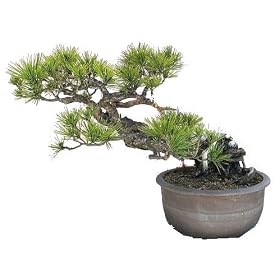 ANCIENT JAPANESE BLACK PINE BONSAI TREE