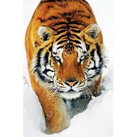 Tiger Poster Snow - 91.5 x 61cms (36 x 24 Inches)