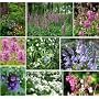 Wildflower Woodland Mix Seeds, Wildflower Shade Mi&hellip by Grow Your Secret Garden