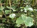 Oxygenating floating pond plant small lily type 5 bits