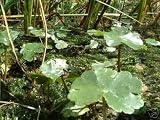 Oxygenating floating pond plant small lily type 5 bits