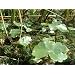 Oxygenating floating pond plant small lily type 5 bits