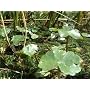 Oxygenating floating pond plant small lily type 5 bits