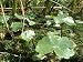 Oxygenating floating pond plant small lily type 5 bits