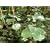 Oxygenating floating pond plant small lily type 5 bits