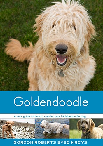 Goldendoodle: A vet's guide on how to care for your Goldendoodle dog