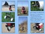 Genji Sports Wheeleez Fishing Cart/Beach Cart