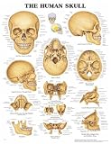 The The Human Skull 3D Raised Relief Chart