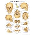 The The Human Skull 3D Raised Relief Chart