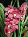 Cymbidium Maggie May orchid seedling, lovely red flowers