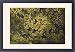 Framed Prints of ROG-12161 Common Salvinia - a floating water fern. Invasive in North America, from Ardea Wildlife Pets
