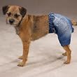 Dog Shorts - Denim Cotton Dog Shorts - XX-Large (XXL)