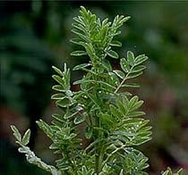 Huang Qi Milk Vetch 50 Seeds - TONIC - Herb