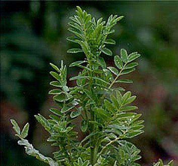Huang Qi Milk Vetch 50 Seeds - TONIC - Herb