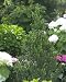 Sky Pointer Japanese Holly Ilex Crenata
