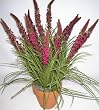 24" Silk Torch Flower and Wild Grass (plum)