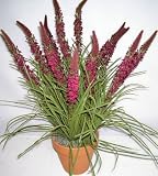 Review Silk Plants Plus  / 24
