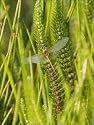 Jigsaw of Dragonfly in early morning light from Robert Harding