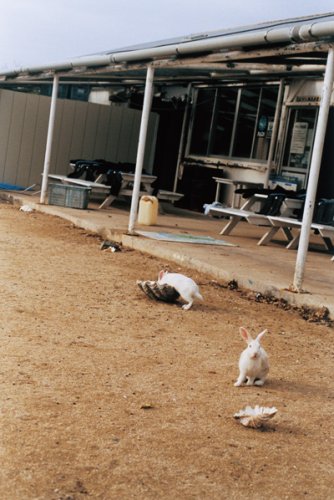 うさぎじま うさぎじま