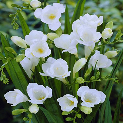 Freesia single white - 60 flower bulbs Freesia single white - 60 flower bulbs