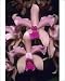 Photographic Prints of Orchid, (Cattleya from Danita Delimont