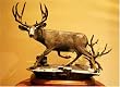Yoss Ridge Buck