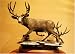 Yoss Ridge Buck