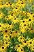 Large Group of Rudbeckia or Black-eyed Susan Flowers - 24