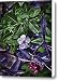 Jazzy Leaves and Flowers After Rain Canvas Print / Canvas Art - Artist Walt Foegelle