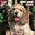 2009 Cocker Spaniel Puppies Wall Calendar