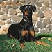 Dobermans (International) 2008 Square Wall Calendar