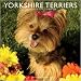 yorkshire_terrier10yorkshire terrier - Yorkshire Terriers 2010 Wall Calendar