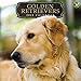 2015 Golden Retrievers Wall Calendar