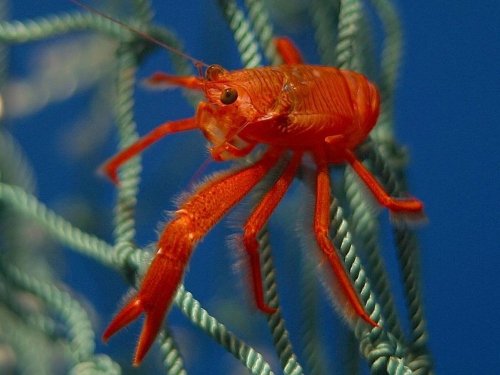 Red Shrimp